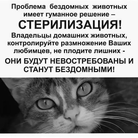 Стерилизация бездомных кошек