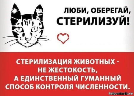 Стерилизация кошки агитация