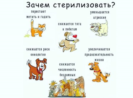 Стерилизация животных