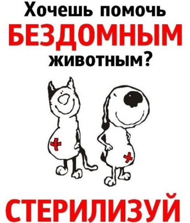 Стерилизация бездомных