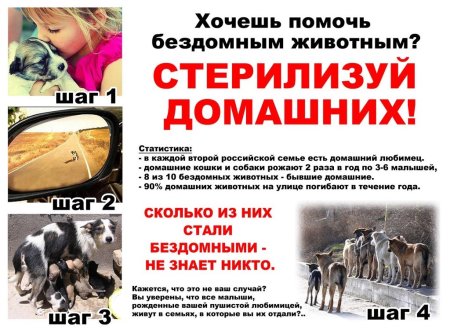 Стерилизация бездомных животных