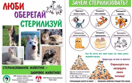 Брошюра по стерилизации животных