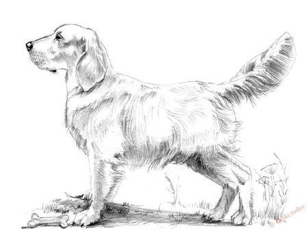 Собака карандашом