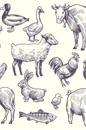 Рисунки сельскохозяйственных животных