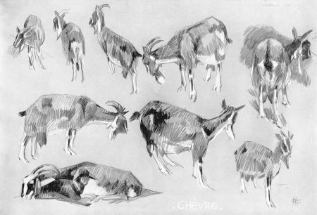 Академические Наброски животных