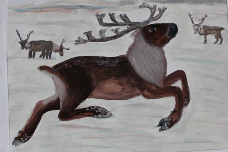 Рисование животных севера