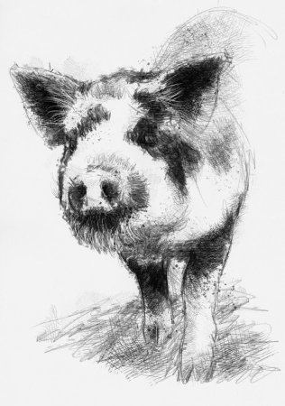 Свинья зарисовка