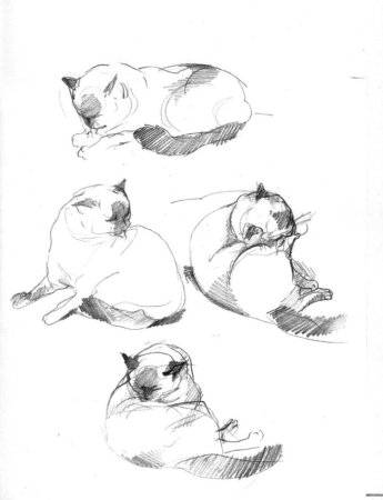 Наброски животных