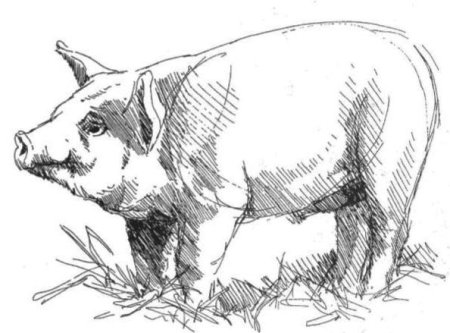 Зарисовки животных с натуры