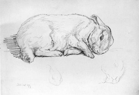 Зарисовки животных