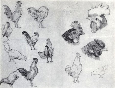 Зарисовки животных и птиц