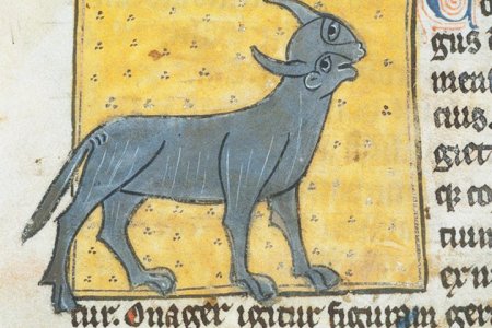 Средневековый Бестиарий Гравюры кошки