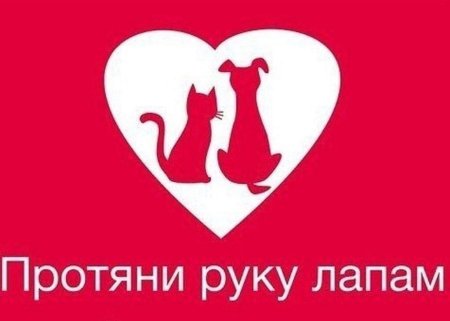 Акция протяни руку лапам