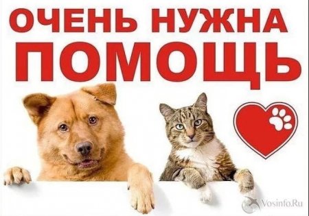 Помоги приюту для животных