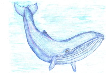 Синий кит рисунок