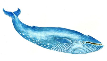 Кит рисунок