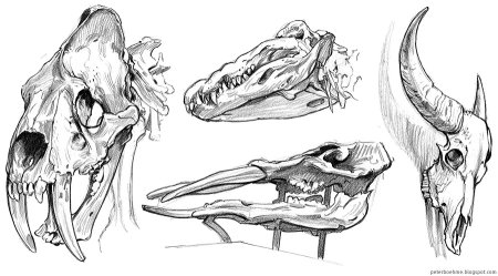 Наброски черепа животных