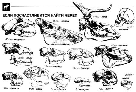 Названия костей черепа млекопитающего