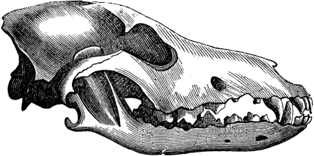 Волчья челюсть сбоку контур