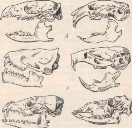 Зубная система насекомоядных млекопитающих