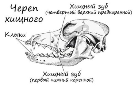 Строение зубов хищных млекопитающих