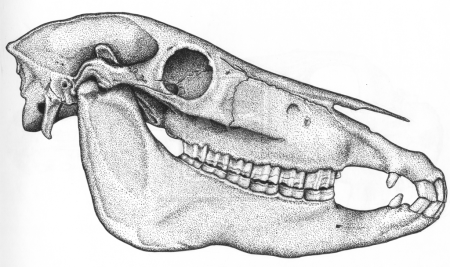 Отряд непарнокопытные череп