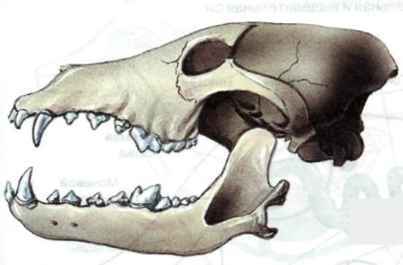 Строение челюсти насекомоядных