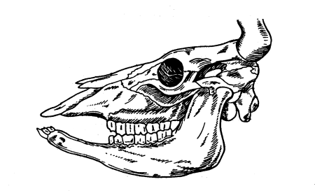 Скелет головы КРС