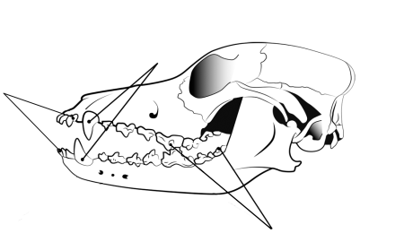 Зубная система хищного млекопитающего