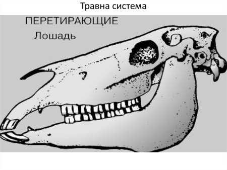 Строение черепа волка