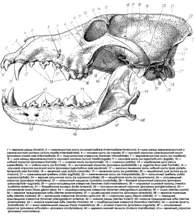 Скетчи черепа животных