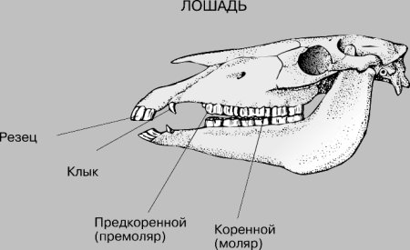 Зубная система млекопитающих анатомия