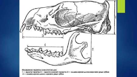 Черепа разных животных