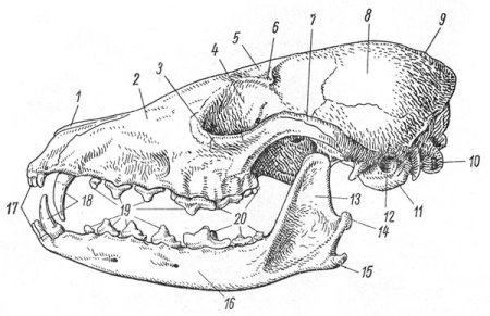 Строение зубов млекопита