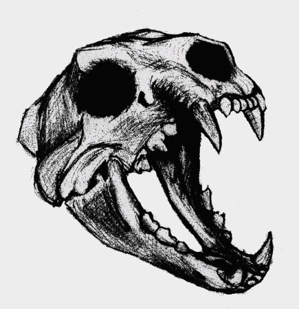 Черепа животных с разных ракурсов