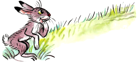 Сутеев сказки заяц