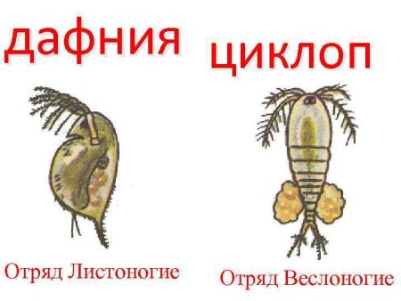 Отряд веслоногие Циклоп