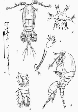 Веслоногие ракообразные Циклоп