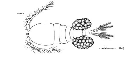 Циклоп ракообразные строение
