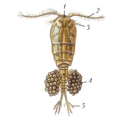 Рачок Циклоп строение