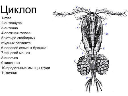 Веслоногий рачок Циклоп строение