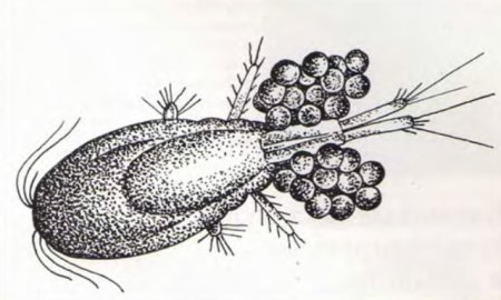Рачок Циклоп строение