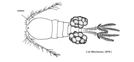 Циклоп (Cyclops strenuus)