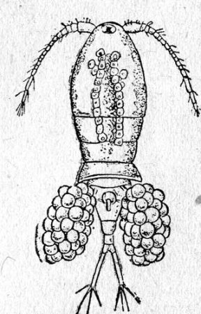 Рачок Циклоп строение