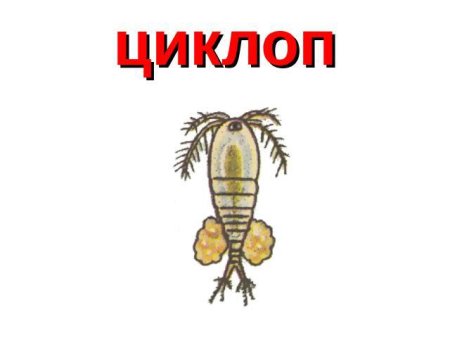 Циклоп биология