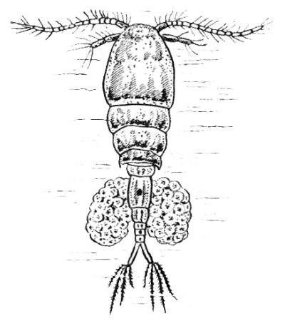 Отряд веслоногие Циклоп