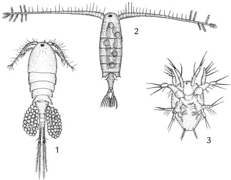 Планктонный рачок Циклоп