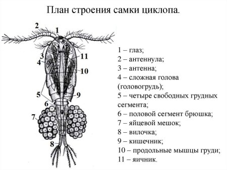 Строение самки циклопа
