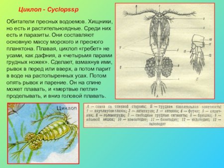 Класс ракообразные дафнии Циклоп