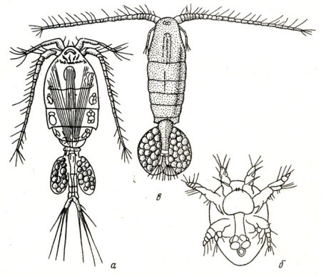 Веслоногий рачок Циклоп